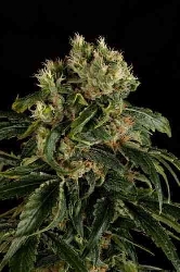 Santa Sativa > Dinafem Seeds